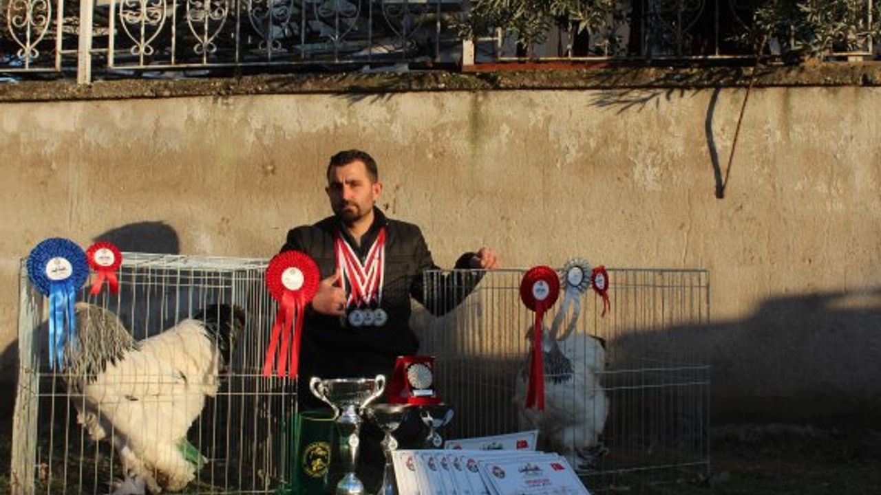 'MANİSA HOROZU' TÜRKİYE ŞAMPİYONU OLDU
