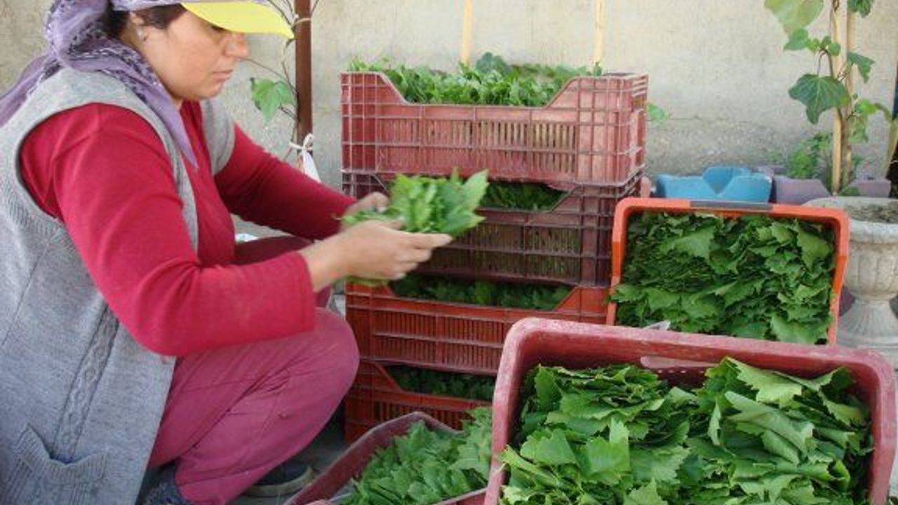 TAZE ÜZÜM YAPRAĞININ KİLOSU 3 TL