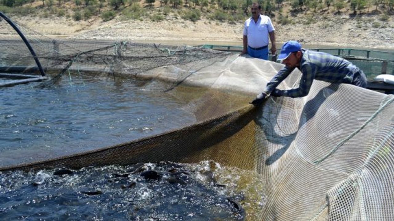 MANİSA'DA ÜRETİLEN 'AYNALI SAZAN' AVRUPA SOFRALARINDA