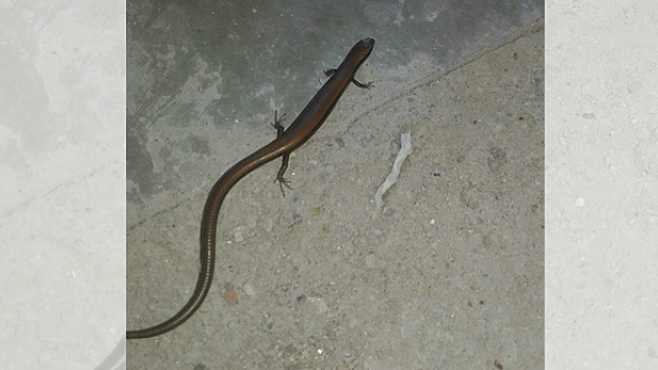 FABRİKADA İŞÇİLERİ KORKUTAN GÖRÜNTÜ