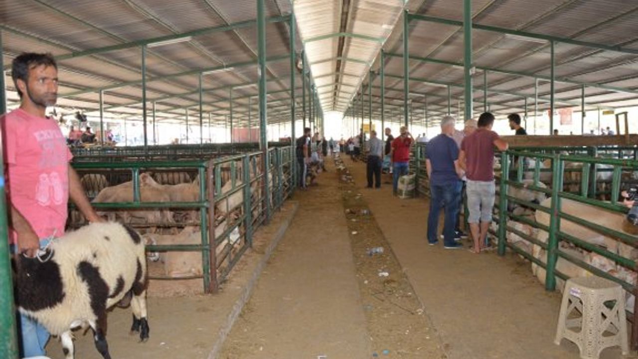 MANİSA'DA KURBAN FİYATLARI NE KADAR?