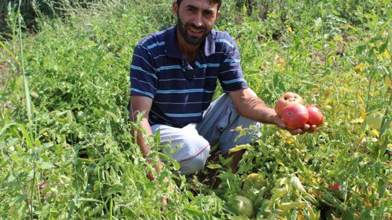 ÜRETTİKLERİ PEMBE DOMATESLERİ İNTERNETTEN SATIYOR