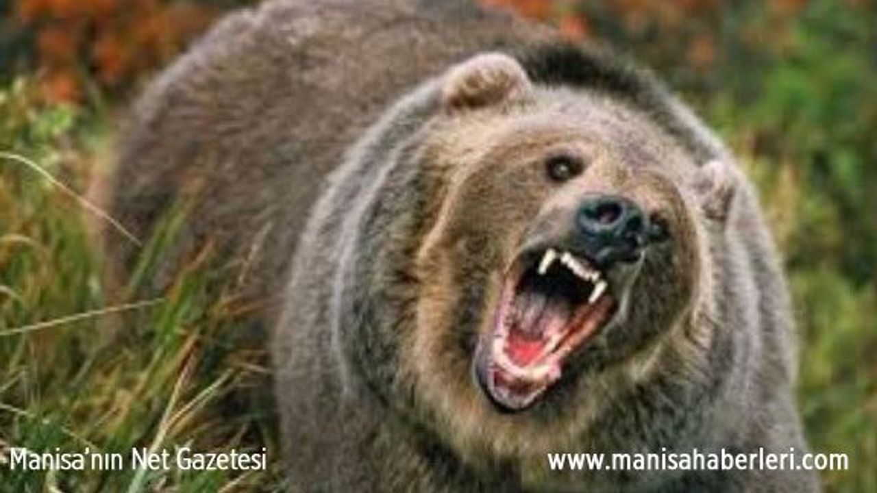 Ayı saldırısına uğrayan adam hayatını kaybetti