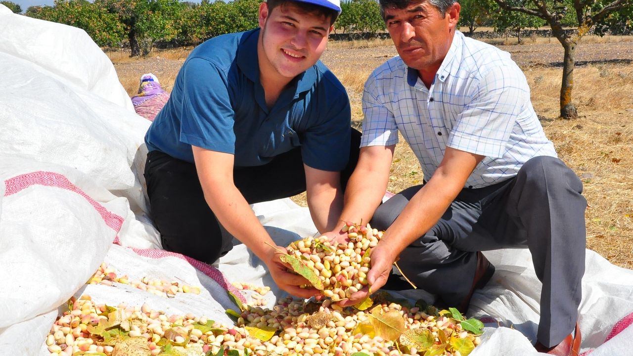 MANİSA'DA YETİŞTİRİLEN ANTEP FISTIĞINDA REKOLTE SEVİNCİ
