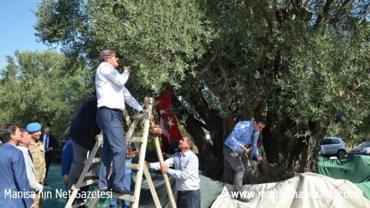 Bin 657 yaşındaki ağaçtan zeytin hasadı