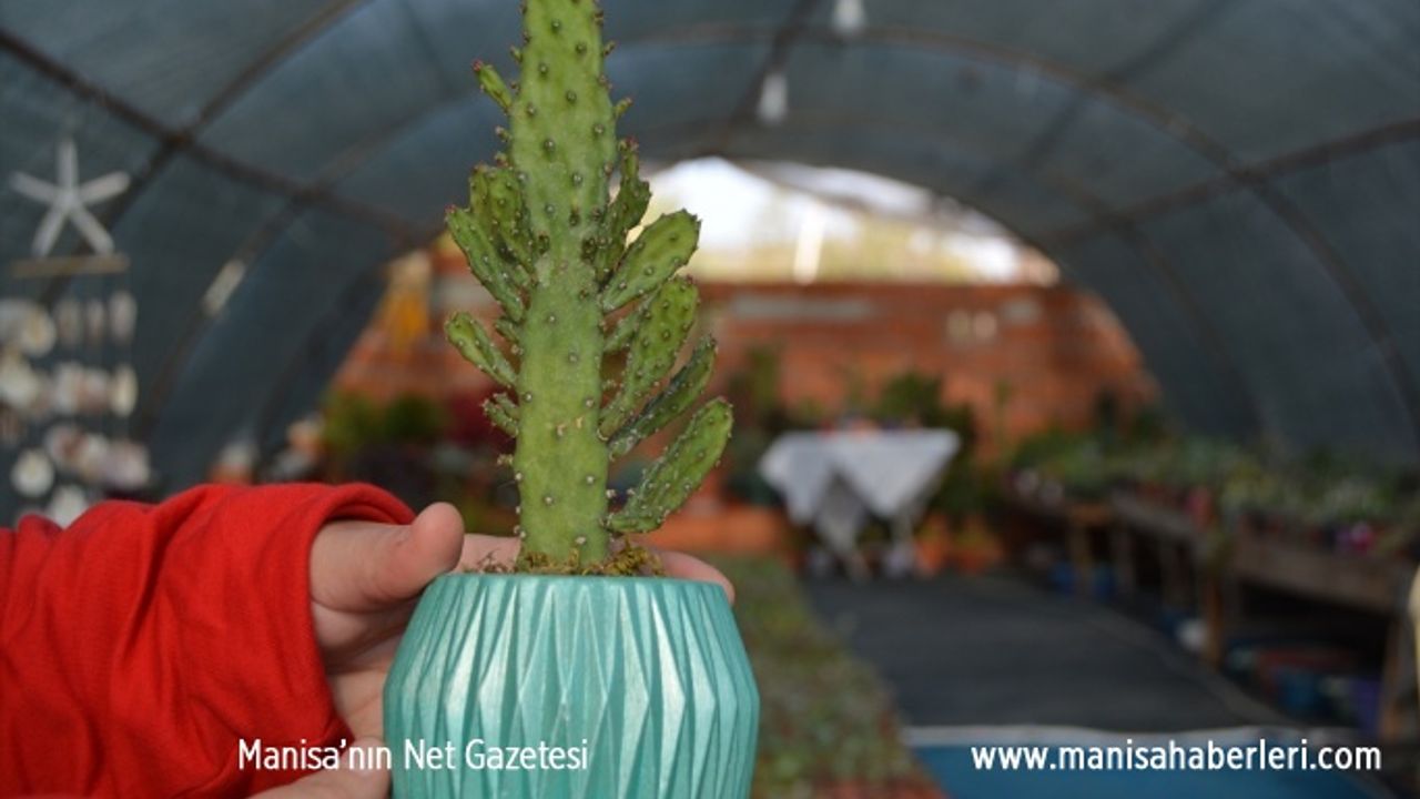 KAKTÜS HOBİSİ KADIN GİRİŞİMCİYİ SERA SAHİBİ YAPTI