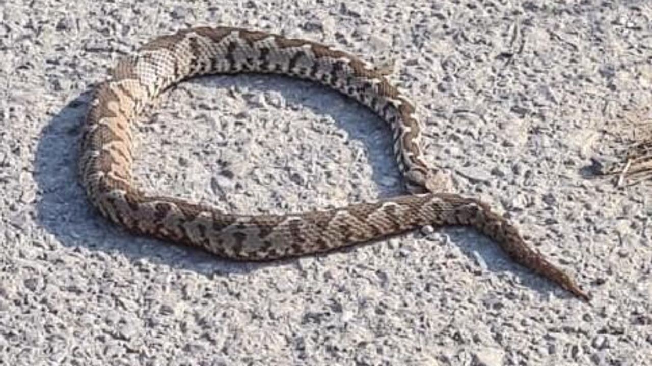 MANİSA'DA YILAN HABERLERİ ARTTI! DEPREMLE YILANLAR ARASINDA BAĞLANTI VAR MI?