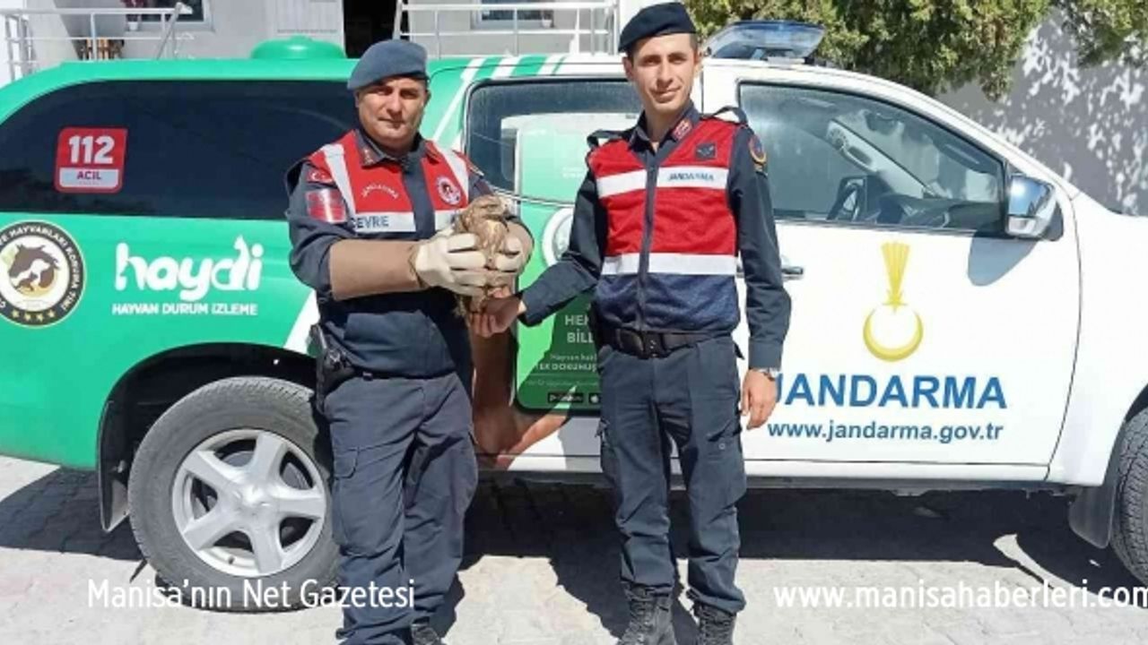 Jandarma tarafından yaralı olarak bulunan şahin tedavi altına alındı
