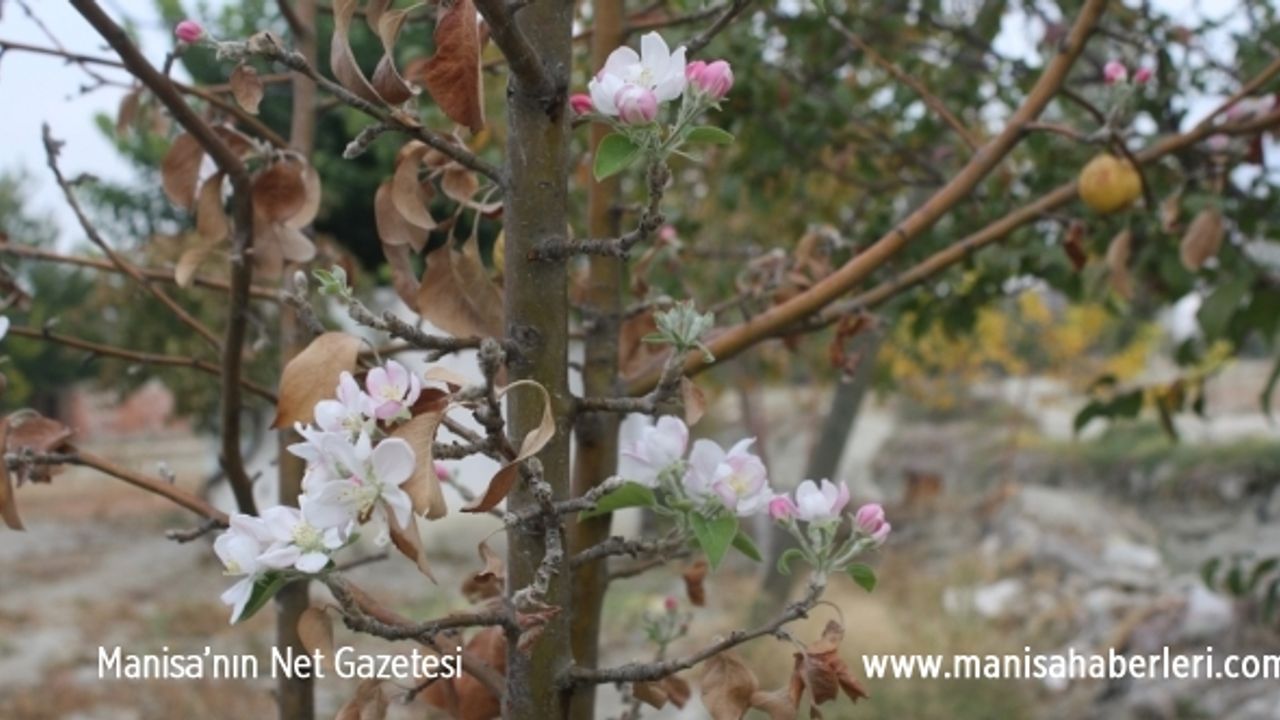 Manisa'da bir bahçedeki elma ağaçları çiçek açtı