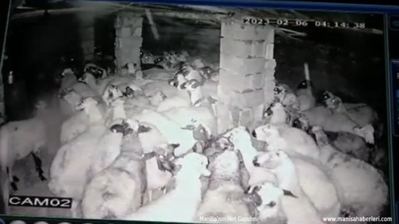 Koyunlar depremi böyle hissetti!