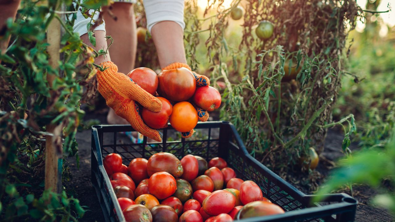 Egeli iş adamları  domates ihracatında ki yasağa tepkili