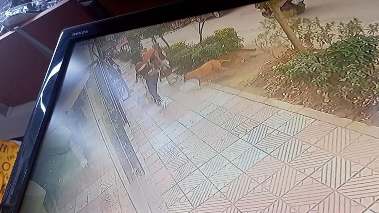Manisa'da dehşet saçan başıboş pitbull yakalanarak bakımevine alındı