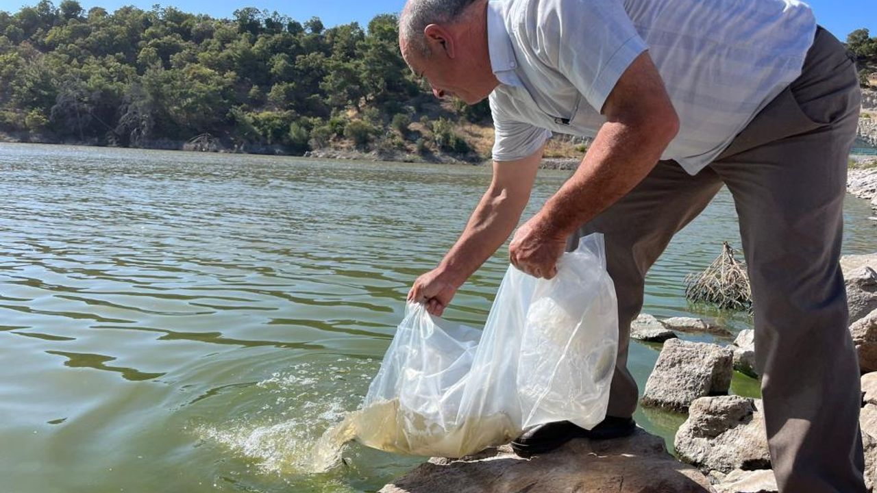 Manisa’nın göletlerine binlerce yavru sazan balığı bırakıldı