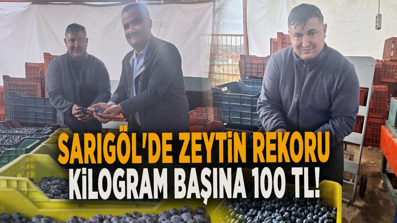 SARIGÖL'DE ZEYTİN REKORU KİLOGRAM BAŞINA 100 TL!