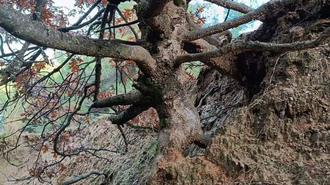 Manisa'daki yaşlı meşe ağacı ilgi odağı oldu
