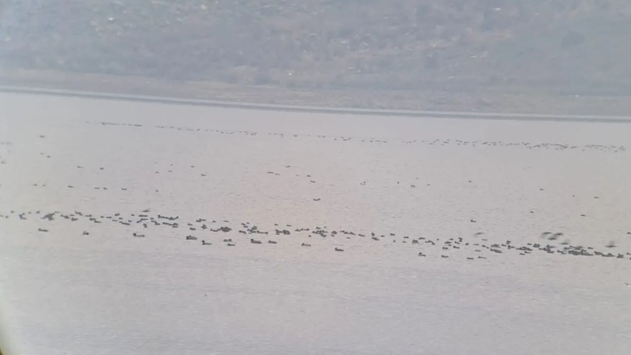 Manisa'da kış ortası su kuşu sayımları yapıldı