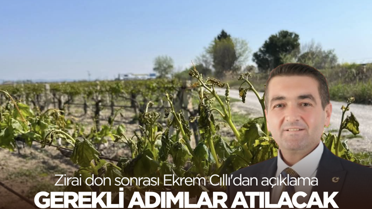 Saruhanlı'da zirai don sonrası Belediye Başkanı Cıllı 'dan açıklama: Gerekli adımlar atılacak