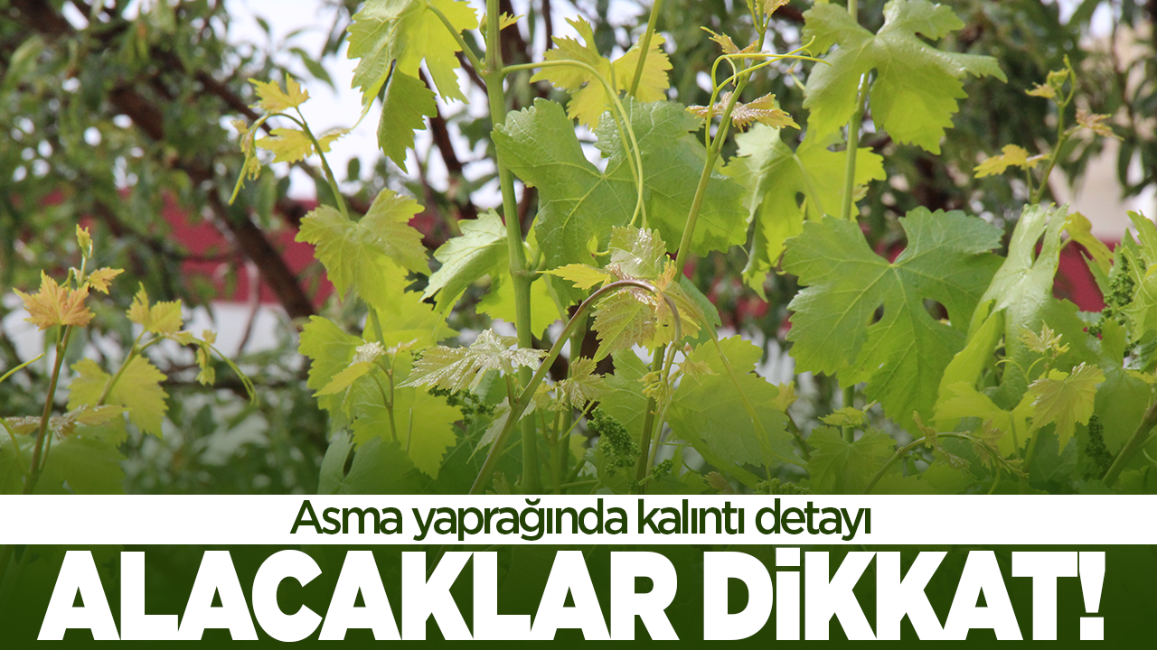 Asma yaprağı alacaklar dikkat!