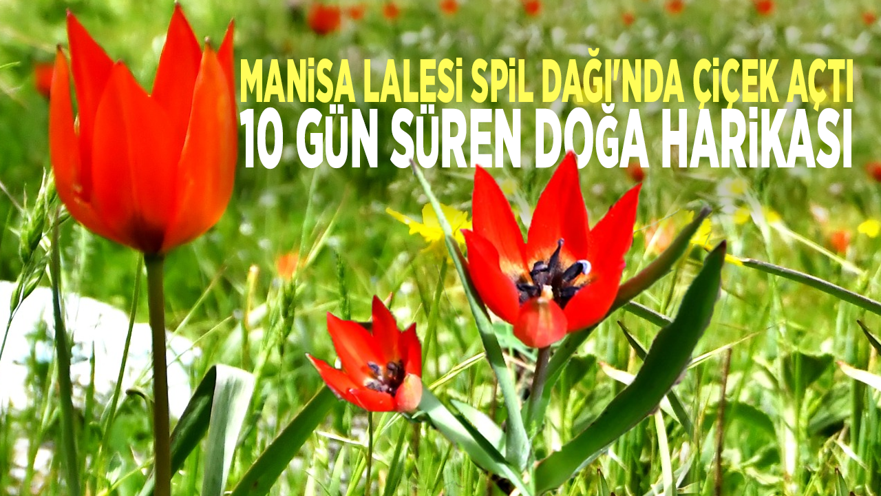 Manisa Lalesi Spil Dağı'nda çiçek açtı: 10 gün süren doğa harikası