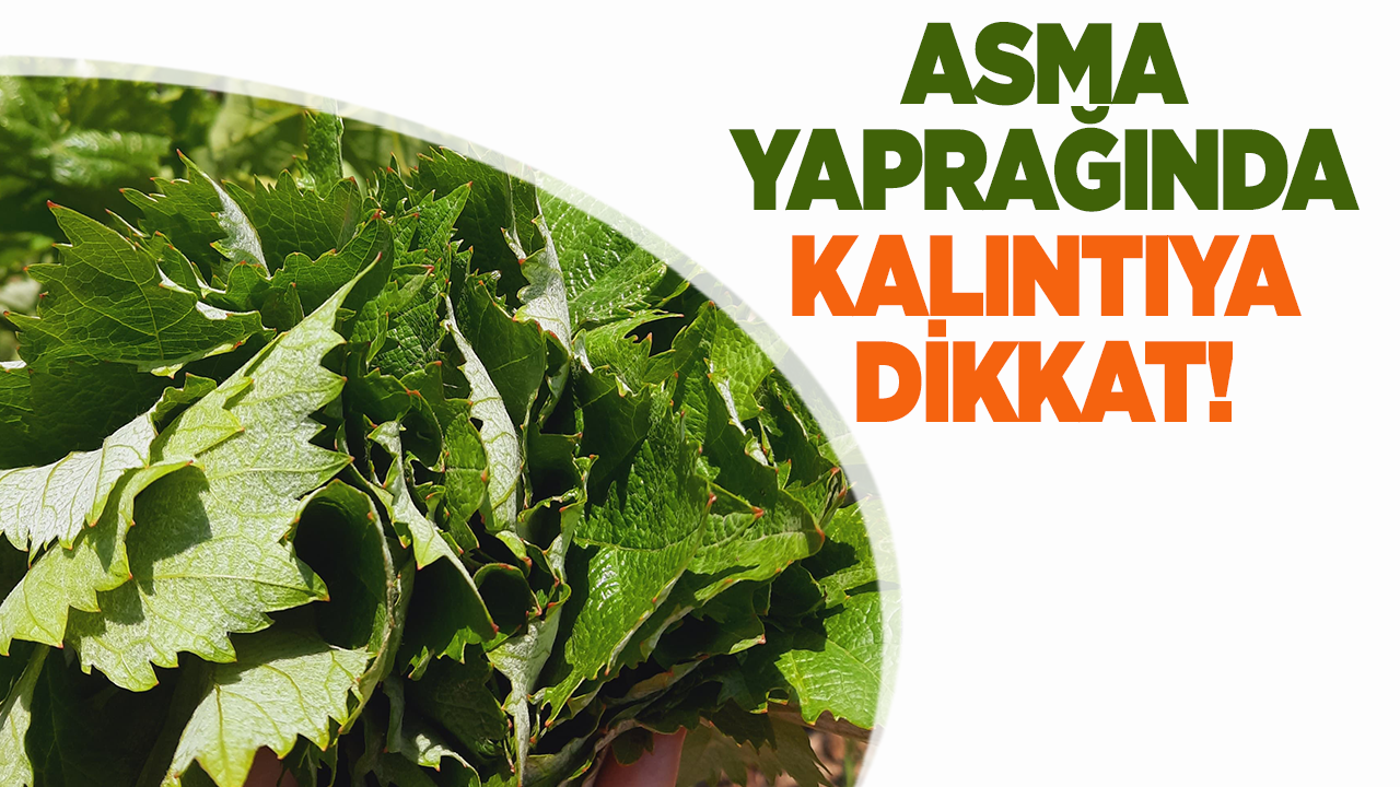 Manisa İl Tarım ve Orman Müdürlüğü’nden Asma Yaprağı Uyarısı: Kalıntıya Dikkat!