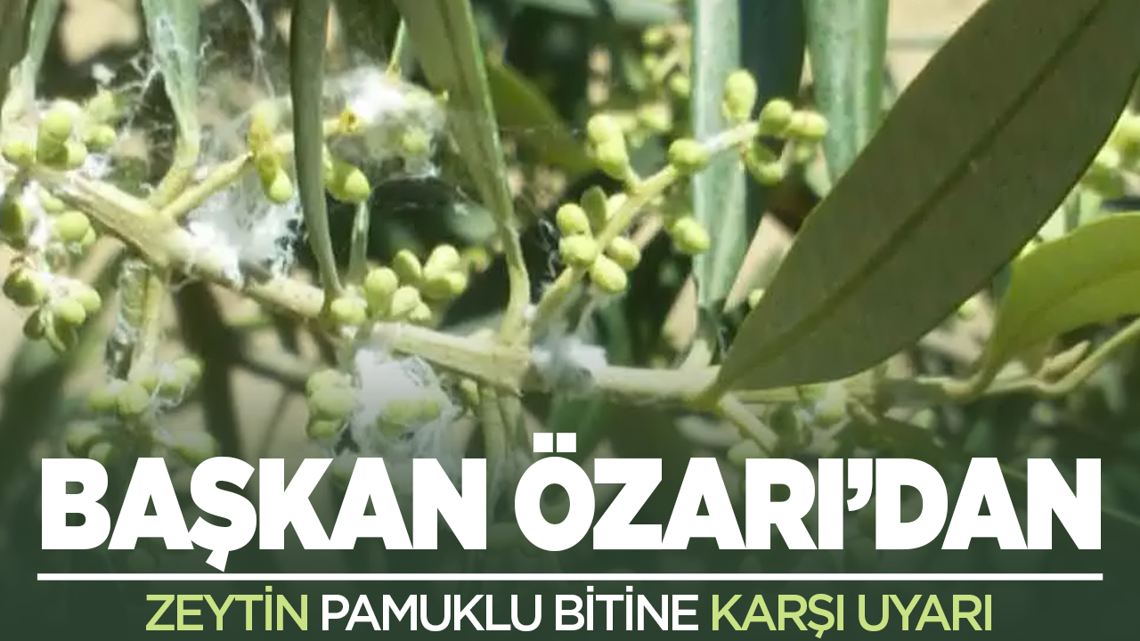 Başkan Özarı'dan zeytin pamuklu biti uyarısı