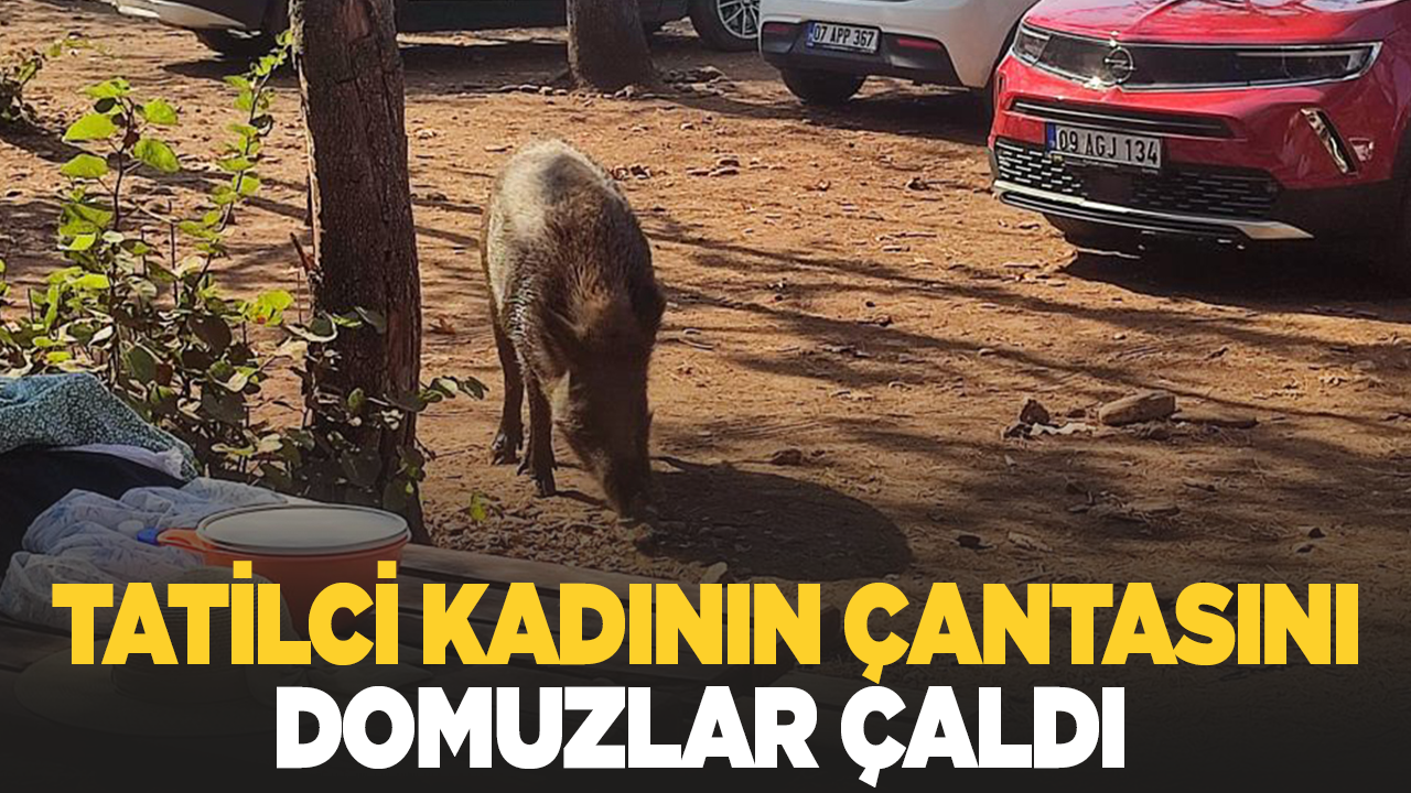 Tatilci kadının çantasını yaban domuzları kaçırdı
