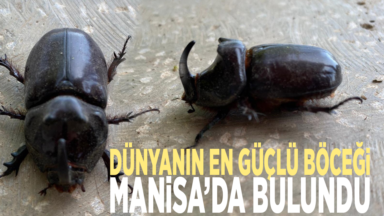 Dünyanın en güçlü böceği Manisa’da bulundu