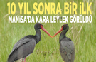 10 yıl sonra bir ilk: Manisa’da Kara Leylek görüldü