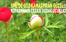 Spil’de göz kamaştıran güzellik! Koparmanın cezası dudak uçuklattı