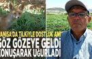 Manisa’da tilkiyle dostluk anı: Göz gözeye geldi, konuşarak uğurladı