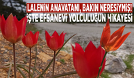 Lalenin anavatanı, bakın neresiymiş! İşte efsanevi yolculuğun hikayesi