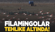 Filamingolar tehlike altında!