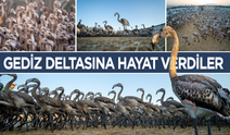 Flamingolar Gediz Deltasına hayat veriyor
