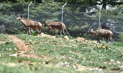 Doğal Yaşam Parkı'ndaki kızıl geyiklerin yeni yuvası Spil Dağı