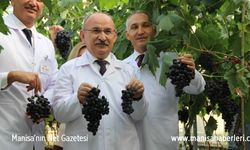 Türk mühendislerinin geliştirdiği üzüm çeşidi üretime hazır