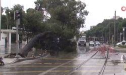15 metrelik dev ağaç devrildi!