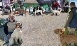 Fermalı av köpekleri Salihli’de yarıştı