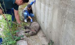 Yaralı domuzu kurtarma operasyonu!