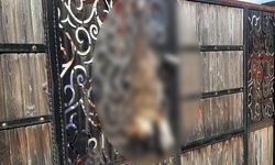 Manisa'da evin kapısında asılı bulunan köpekle ilgili açıklama!