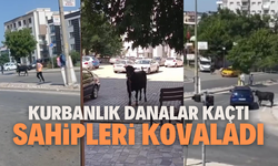 Kurbanlık danalar kaçtı, sahipleri kovaladı