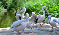 İzmir Doğal Yaşam Parkı’nın göçmen kuşları