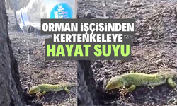 Orman işçisinden kertenkeleye hayat suyu