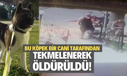 Köpeği tekmeleyerek öldürdü