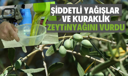 Şiddetli yağışlar ve kuraklık zeytinyağını vurdu