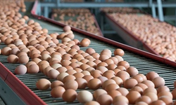 Yumurta üretimi yapan firmalara soruşturma! Manisa'dan 2 firma var