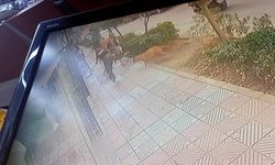 Manisa'da dehşet saçan başıboş pitbull yakalanarak bakımevine alındı
