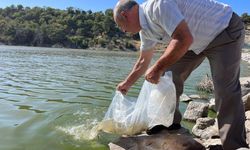 Manisa’nın göletlerine binlerce yavru sazan balığı bırakıldı