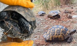 Zifte bulanan kaplumbağalar, 5 günlük yaşam savaşını kazandı