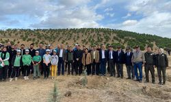 Alaşehir’de 500 adet çam fıstığı fidanı dikildi