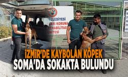 İZMİR'DE KAYBOLAN KÖPEK SOMA'DA SOKAKTA BULUNDU